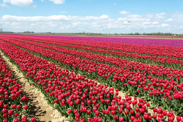 Holländische Landschaft Bunte Tulpenblumen Blühende Felder Der Provinz Zeeland Niederlande — Stockfoto
