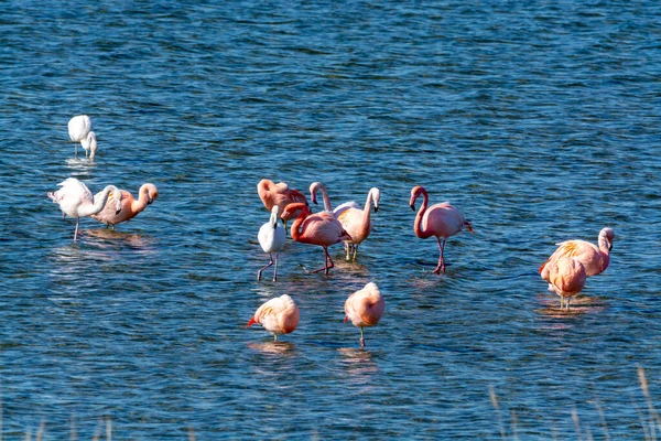 Kolonia Różowych Flamingów Wodnistych Zimujących Jeziorze Grevelingen Niedaleko Miejscowości Battenoord — Zdjęcie stockowe