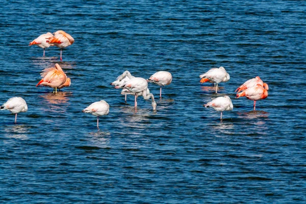 Colônia Flamingos Rosa Aves Aquáticas Invernando Grevelingen Lago Salgado Perto — Fotografia de Stock