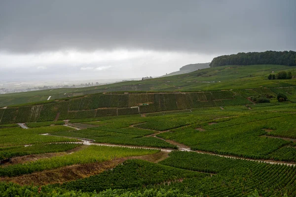 Landscape Green Grand Cru Vineyards Epernay Region Champagne France Autumn — Stock Photo, Image