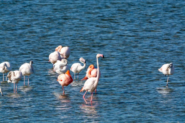 Kolonie Rosa Flamingos Wasservögel Überwintern Grevelingen Salzsee Der Nähe Von — Stockfoto