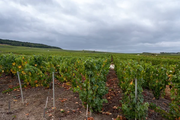 Paisagem Com Vinhas Verdes Grande Cru Perto Epernay Região Champagne — Fotografia de Stock