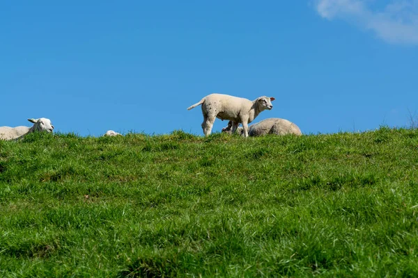 Весною Сім Ягнят Пасуться Зелених Греблях Північного Моря Зеландії Нідерланди — стокове фото