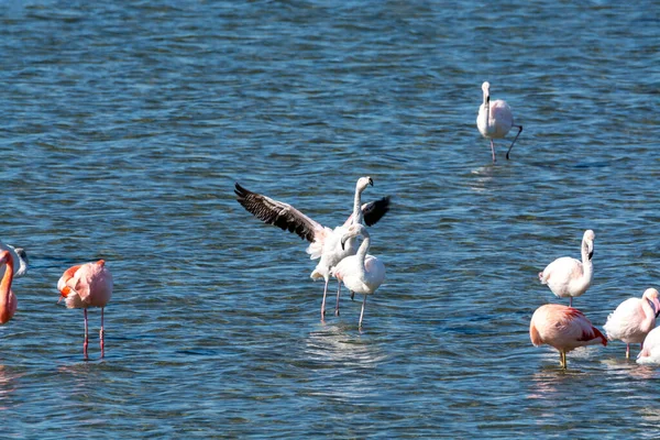 Colony Pink Flamingos Waterbirds Wintering Grevelingen Salt Lake Battenoord Village — Stock Photo, Image