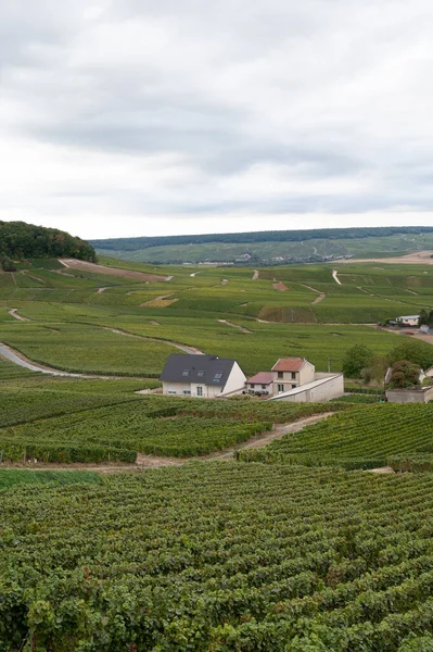 Landschaft Mit Grünen Grand Cru Weinbergen Der Nähe Von Cramant — Stockfoto