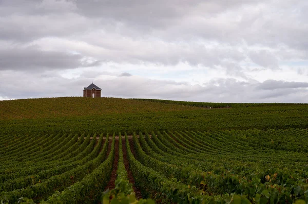 Ландшафт Зелеными Гран Кру Виноградниками Эперной Регион Франция Осенний Дождливый — стоковое фото