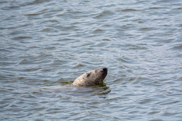 Head of sea seal swimming in cold sea water near Renesse beach, North sea, Zeeland, Netherlands