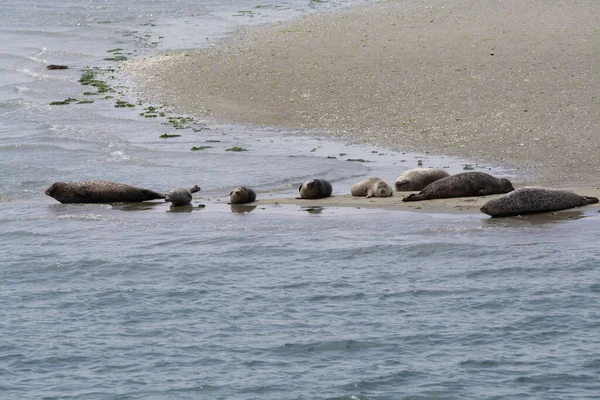 Tiersammlung Eine Gruppe Großer Seehunde Ruht Während Der Ebbe Sandstrand — Stockfoto