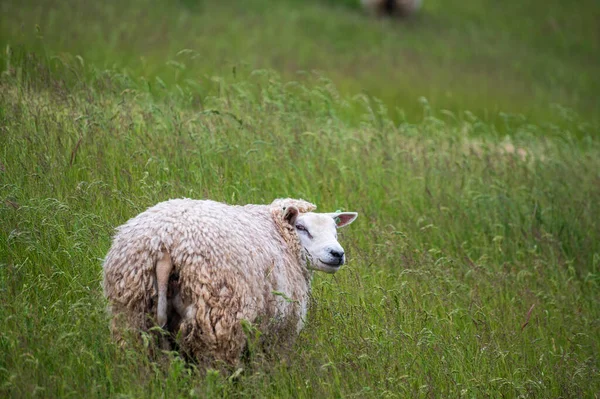 Coleção Animais Ovelhas Jovens Velhas Pastando Prados Verdes Schouwen Duiveland — Fotografia de Stock