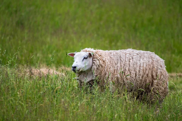 Djursamling Unga Och Gamla Får Betar Gröna Ängar Schouwen Duiveland — Stockfoto