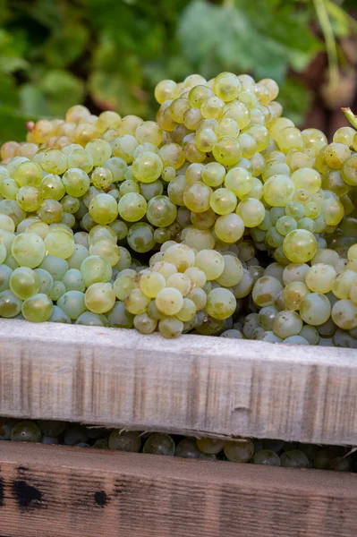 Epernay Yakınlarındaki Grand Cru Üzüm Bağlarında Yeni Beyaz Şarap Hasadı — Stok fotoğraf