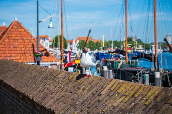 Holland Madárgyűjtemény Fekete Fejű Sirály Chroicocephalus Ridibundus Vagy Mediterrán Sirály — Stock Fotó