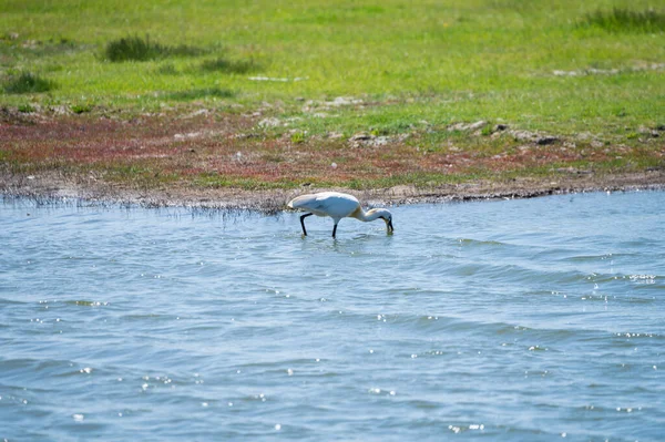 Kolekcja Ptaków Biały Łyżka Zwyczajna Spaceru Rezerwacie Przyrody Laguny Zeeland — Zdjęcie stockowe