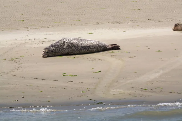 Recolha Animais Grupo Focas Marinhas Que Descansam Praia Areia Durante — Fotografia de Stock