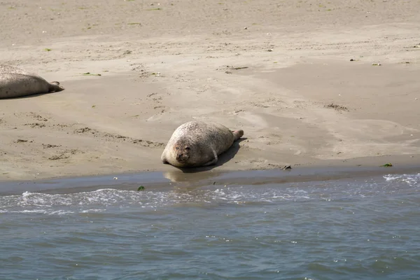 Colección Animales Grupo Grandes Focas Marinas Descansando Playa Arena Durante — Foto de Stock