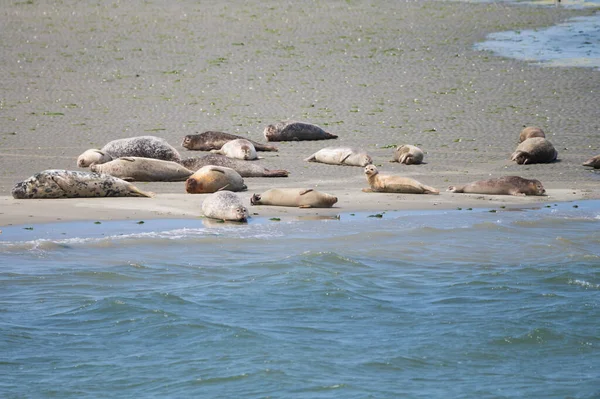 Tiersammlung Eine Gruppe Großer Seehunde Ruht Während Der Ebbe Sandstrand — Stockfoto