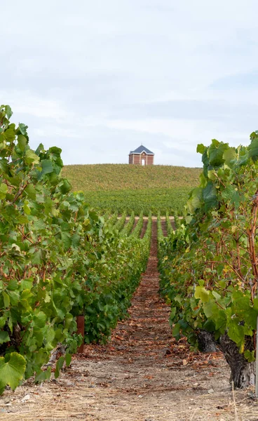 Landscape Green Grand Cru Vineyards Epernay Region Champagne France Autumn — Stock Photo, Image