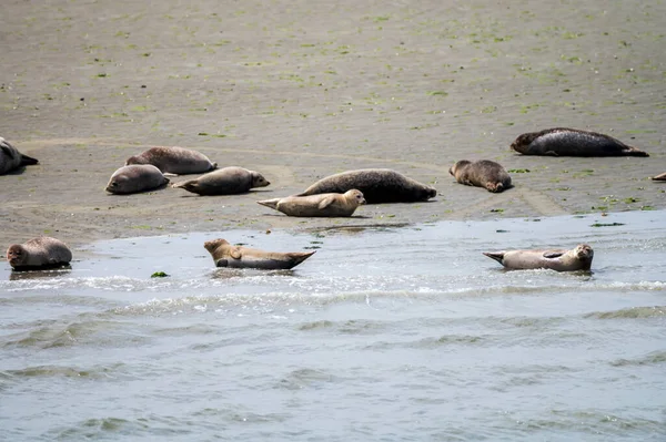 Коллекция Животных Группа Морских Тюленей Отдыхающих Песчаном Пляже Время Отлива — стоковое фото
