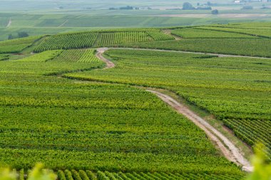 Montagne de Reims 'deki ünlü şampanyaların yeşil Pinot Noir Grand Cru üzüm bağlarının manzarası Verzenay yakınlarında şampanya, Fransa' da şarap yapımı
