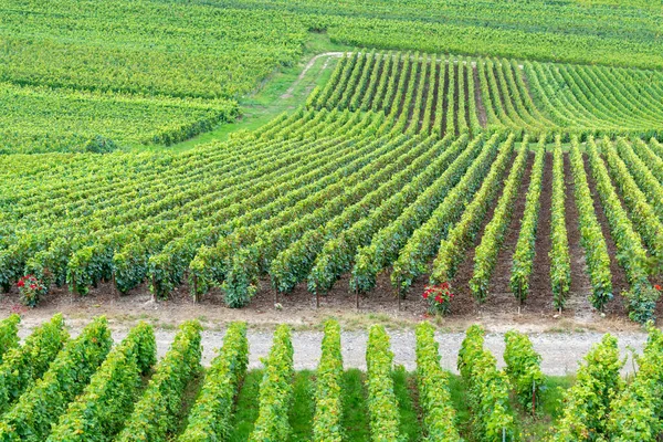 Montagne de Reims 'deki ünlü şampanyaların yeşil Pinot Noir Grand Cru üzüm bağlarının manzarası Verzenay yakınlarında şampanya, Fransa' da şarap yapımı