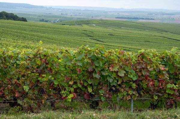 Blick Auf Die Grünen Pinot Noir Grand Cru Weinberge Berühmter — Stockfoto