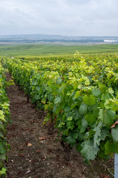 Kilátás Zöld Pinot Noir Grand Cru Szőlőültetvények Híres Pezsgőházak Montagne — Stock Fotó