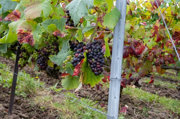 Pinot Noir Raisin Mûrissant Sur Grands Crus Vignobles Célèbres Maisons — Photo