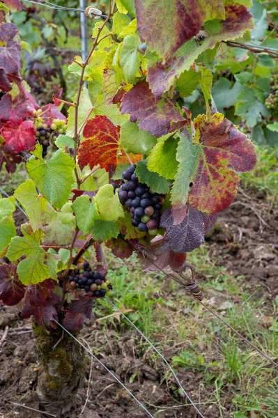 Pinot Noir Uvas Vinho Amadurecendo Grandes Vinhas Cru Famosas Casas — Fotografia de Stock