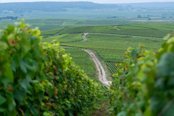 Kilátás Zöld Pinot Noir Grand Cru Szőlőültetvények Híres Pezsgőházak Montagne — Stock Fotó