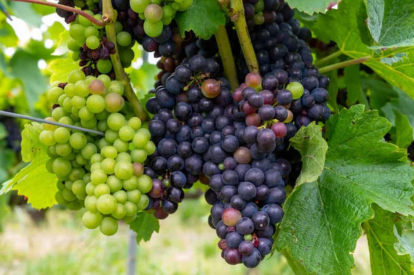 Pinot Noir Moštové Hrozny Zrání Velké Cru Vinice Slavných Domů — Stock fotografie