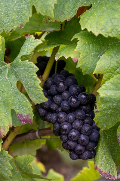 Pinot Noir Uvas Vinho Amadurecendo Grandes Vinhas Cru Famosas Casas — Fotografia de Stock