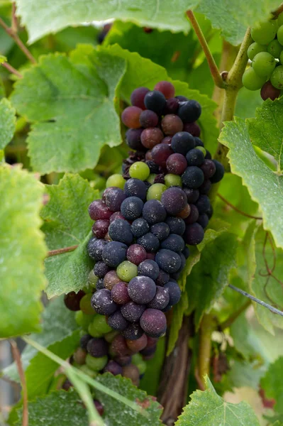 Pinot Noir Moštové Hrozny Zrání Velké Cru Vinice Slavných Domů — Stock fotografie