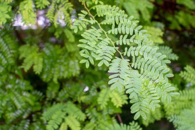 Botanik koleksiyonu, tropikal tamarindus 'in yeşil yaprakları Madagaskar ve Afrika' dan indica ağacı hamuru, ekşi tamarind şurubu ve Worcestershire sosu için malzeme yapımında kullanılır.