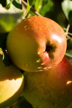 Tatlı olgun Braeburn elmaları güneşli meyve bahçesinde hasat etmeye hazır