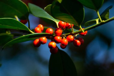 Sonbaharda yeşil lex aquifolium bitkisinin olgun meyveleri
