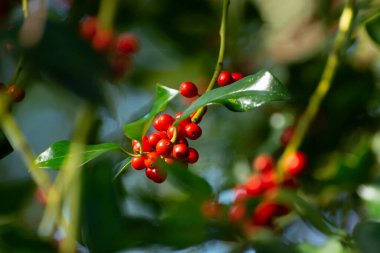 Sonbaharda yeşil lex aquifolium bitkisinin olgun meyveleri
