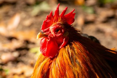 Biyolojik çiftlikte serbest liste ve tavuklar var.