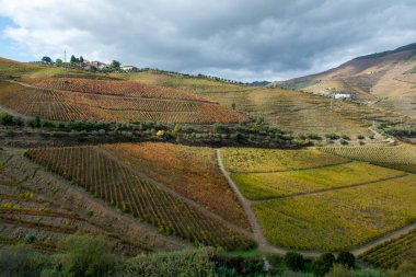 Douro nehir vadisinde panoramik manzara ve renkli tepe merdivenleri sonbaharda üzüm bağları, Portekiz 'de şarap ve liman üretim endüstrisi terasları