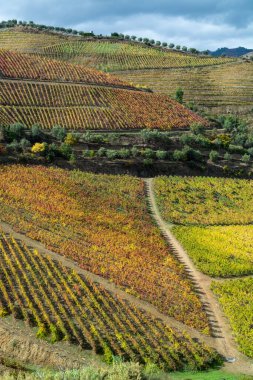 Douro nehir vadisinde panoramik manzara ve renkli tepe merdivenleri sonbaharda üzüm bağları, Portekiz 'de şarap ve liman üretim endüstrisi terasları