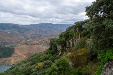 Douro nehir vadisinde panoramik manzara ve renkli tepe merdivenleri sonbaharda üzüm bağları, Portekiz 'de şarap ve liman üretim endüstrisi terasları