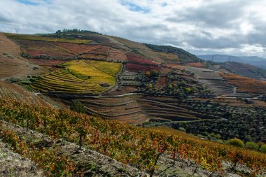 Douro nehir vadisinde panoramik manzara ve renkli tepe merdivenleri sonbaharda üzüm bağları, Portekiz 'de şarap ve liman üretim endüstrisi terasları