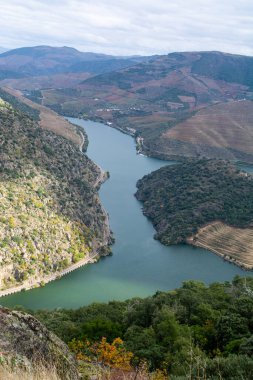 Douro nehir vadisinde panoramik manzara ve renkli tepe merdivenleri sonbaharda üzüm bağları, Portekiz 'de şarap ve liman üretim endüstrisi terasları