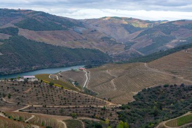 Douro nehir vadisinde panoramik manzara ve renkli tepe merdivenleri sonbaharda üzüm bağları, Portekiz 'de şarap ve liman üretim endüstrisi terasları