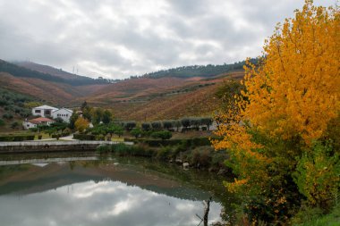 Renkli tepe merdivenlerinin sularında yansıyan Douro nehrinin manzarası sonbahar sabahı teras bağları, Portekiz 'de şarap endüstrisi...