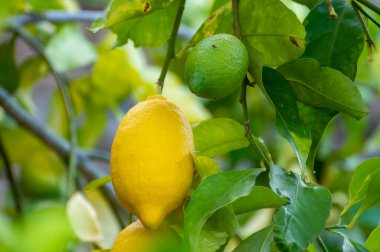 Bahçedeki limon ağacında asılı sarı limon narenciye meyveleri yakın.