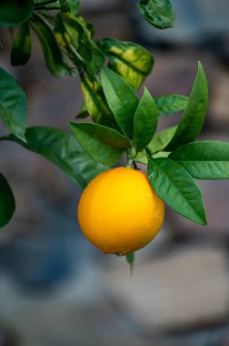 Sarı portakallı turunçgil meyvesi. Bahçedeki portakal ağacına asılmış.