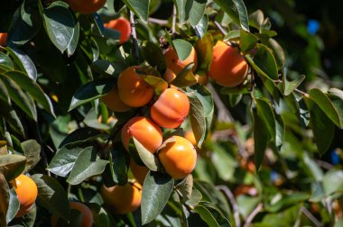 Hurma ağaçları olgunlaşmış portakal meyveleri hasat etmeye hazır.