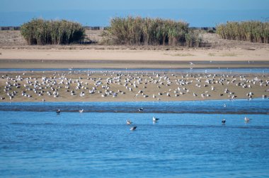 Porto 'dan Atlantik Okyanusu kıyısına kadar Douro nehri boyunca yürümek, güneşli bir günde Porto, Portekiz' de nehir manzarası ve kuşların korunduğu bölge.
