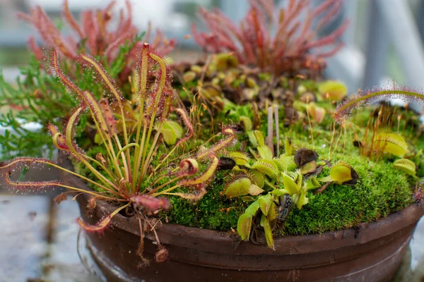 Botanická Sbírka Různé Masožravé Rostliny Které Chytají Konzumují Zvířata Prvoky — Stock fotografie