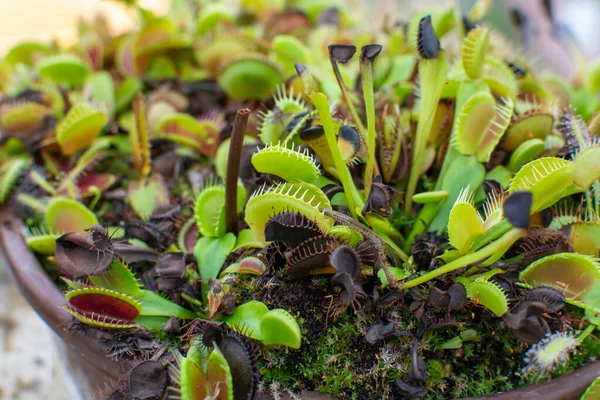 Botanická Sbírka Různé Masožravé Rostliny Které Chytají Konzumují Zvířata Prvoky — Stock fotografie